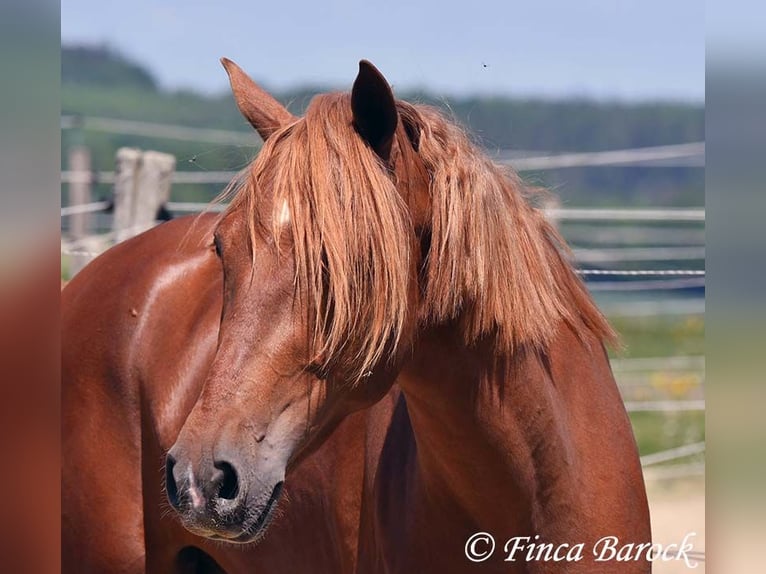 Andalusian Gelding 4 years 15,2 hh in Wiebelsheim