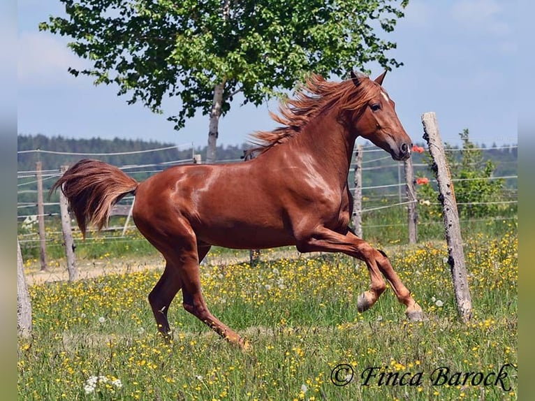 Andalusian Gelding 4 years 15,2 hh in Wiebelsheim
