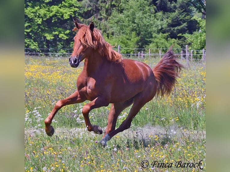 Andalusian Gelding 4 years 15,2 hh in Wiebelsheim