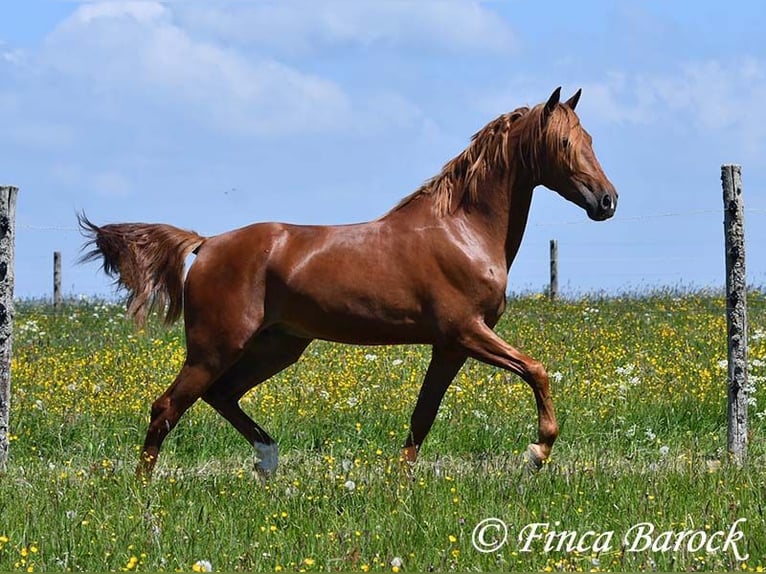 Andalusian Gelding 4 years 15,2 hh in Wiebelsheim