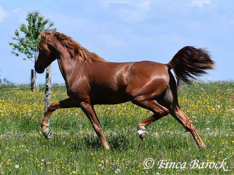 Andalusian Gelding 4 years 15,2 hh in Wiebelsheim