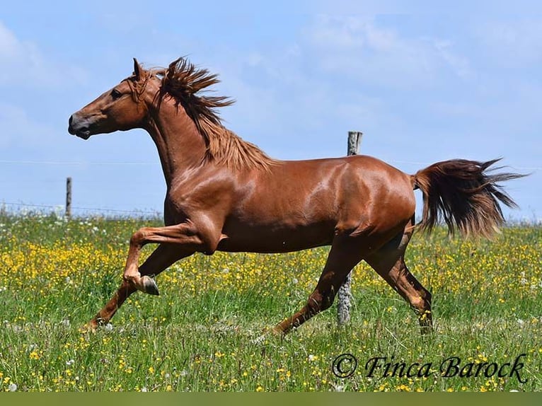 Andalusian Gelding 4 years 15,2 hh in Wiebelsheim