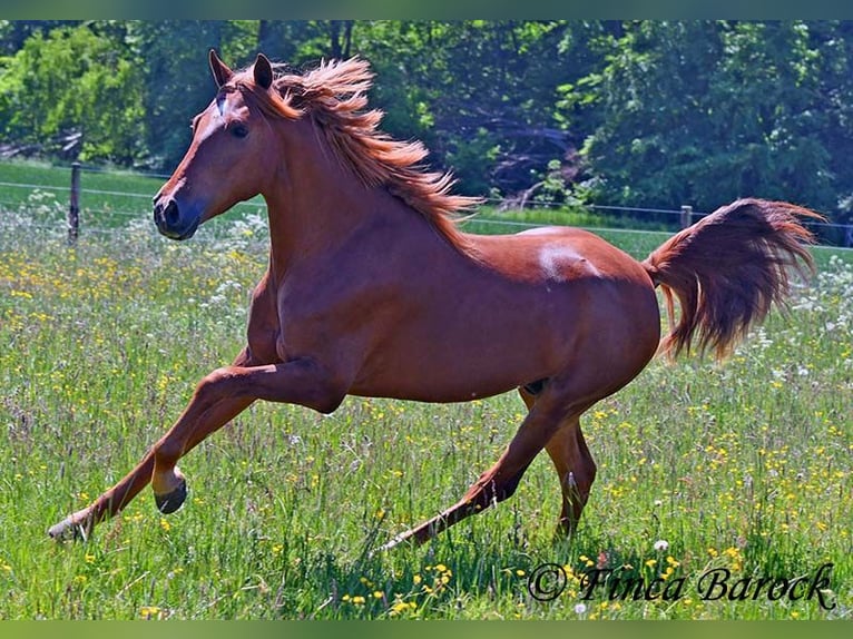 Andalusian Gelding 4 years 15,2 hh in Wiebelsheim