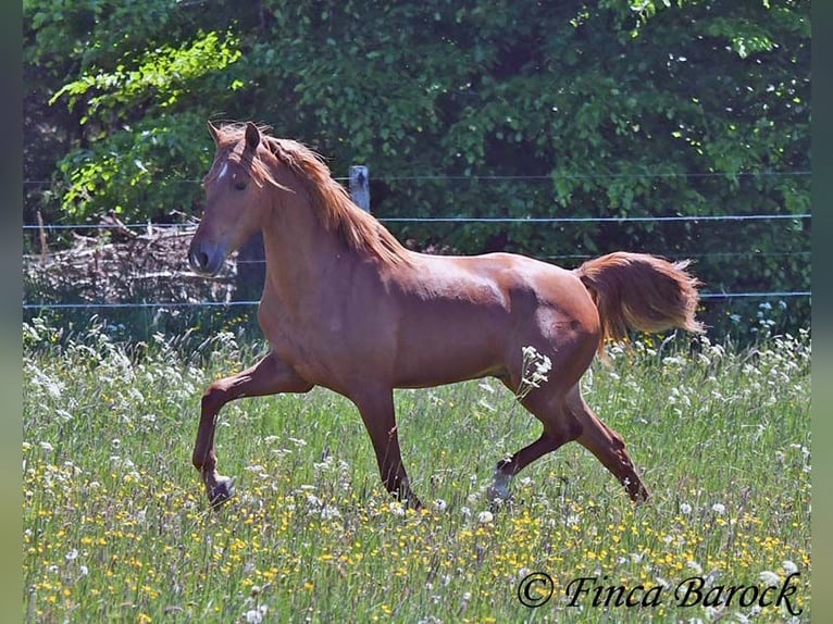 Andalusian Gelding 4 years 15,2 hh in Wiebelsheim