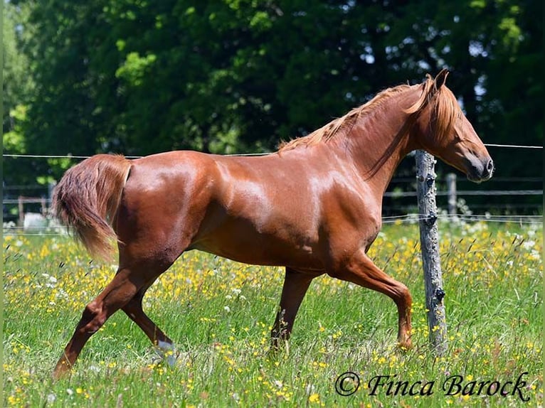 Andalusian Gelding 4 years 15,2 hh in Wiebelsheim