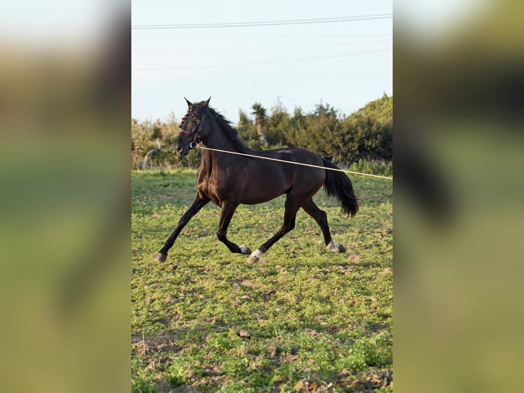 Andalusian Gelding 4 years 15,2 hh Bay-Dark in Vejer de la Frontera