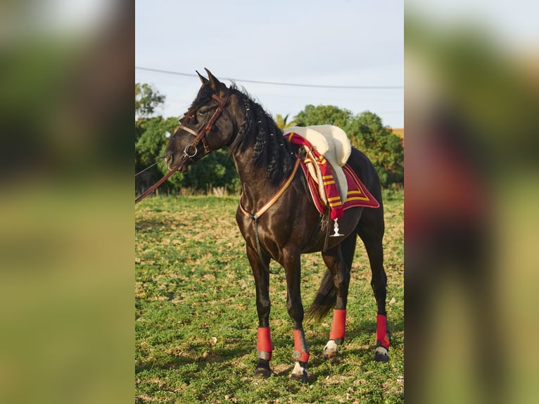 Andalusian Gelding 4 years 15,2 hh Bay-Dark in Vejer de la Frontera