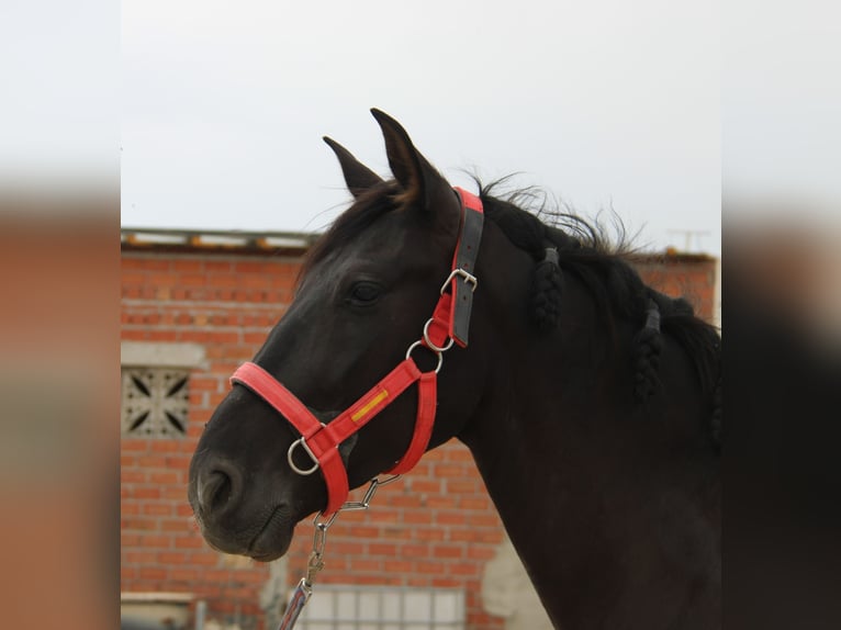Andalusian Gelding 4 years 15,2 hh Bay-Dark in Vejer de la Frontera