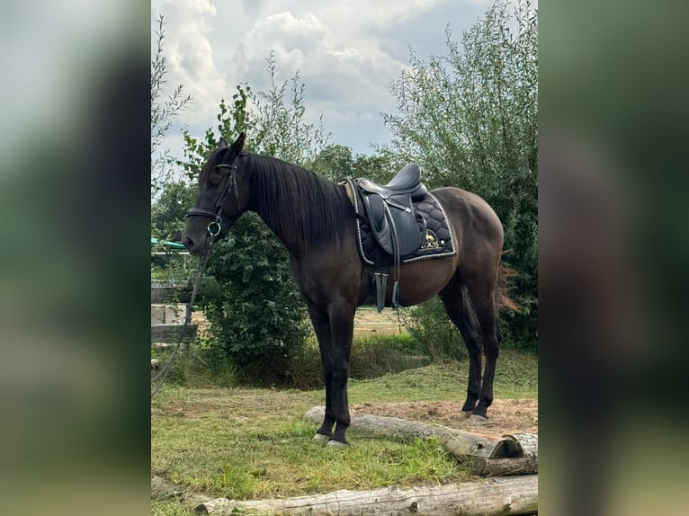 Andalusian Gelding 4 years 15,2 hh Black in Stadthagen