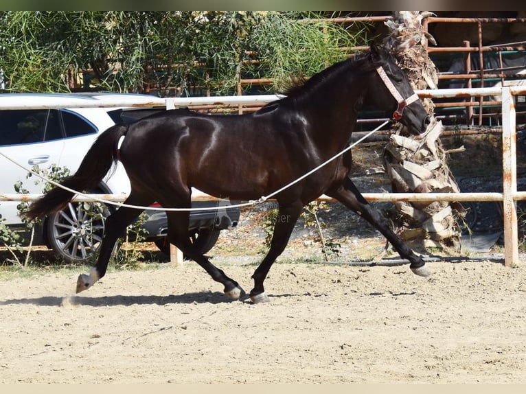 Andalusian Gelding 4 years 15,2 hh Black in Provinz Malaga
