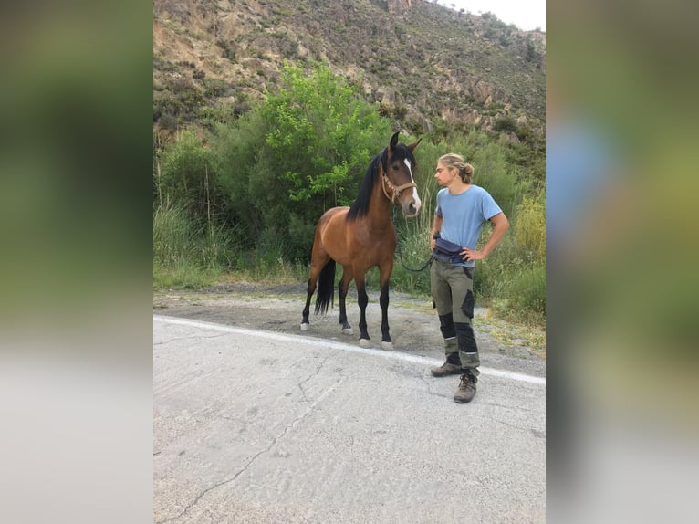 Andalusian Gelding 4 years 15,2 hh Brown in Neubrunn