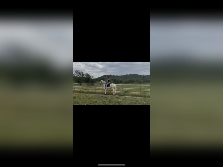 Andalusian Gelding 4 years 15,2 hh Cremello in Vic-le-Fesq