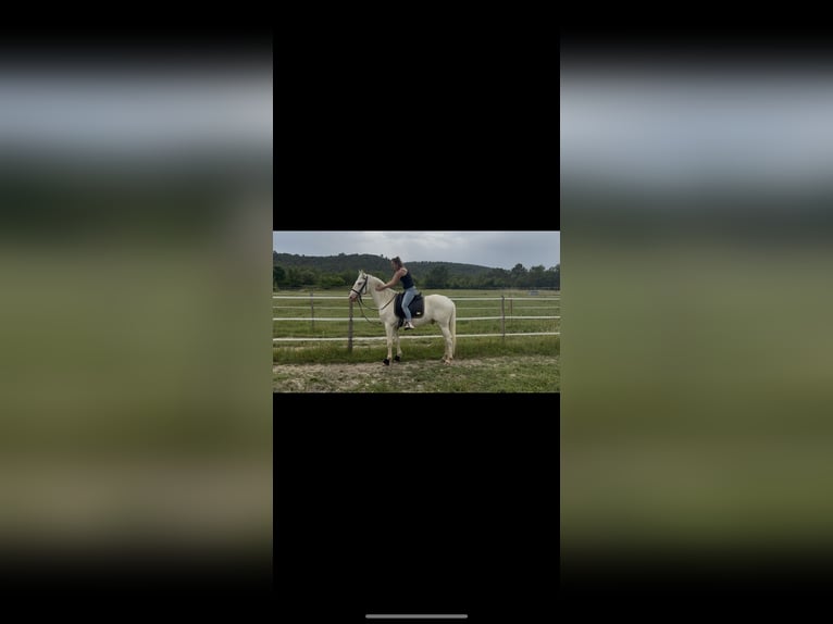 Andalusian Gelding 4 years 15,2 hh Cremello in Vic-le-Fesq