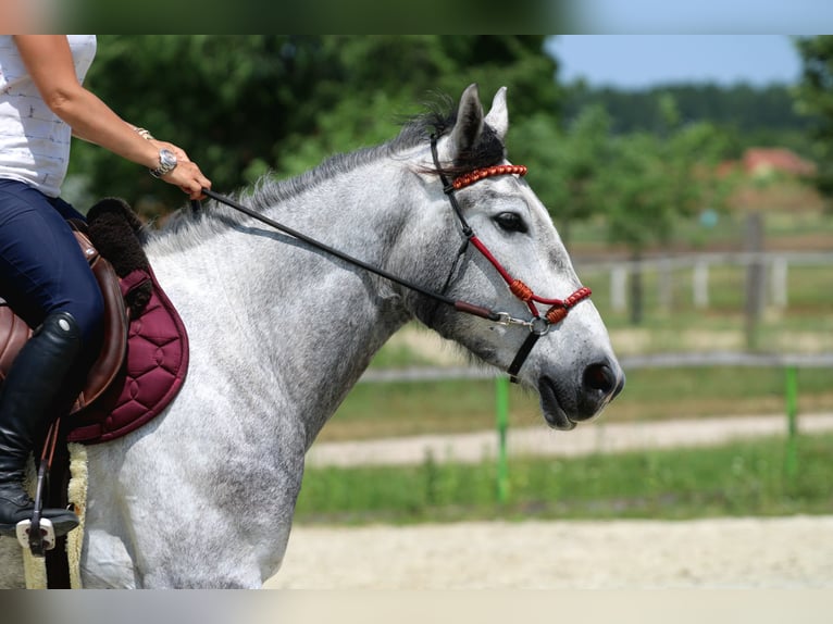Andalusian Mix Gelding 4 years 15,2 hh Gray in G&#xF6;ny&#x171;