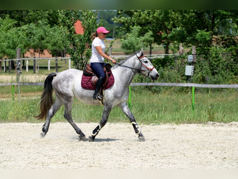 Andalusian Mix Gelding 4 years 15,2 hh Gray in G&#xF6;ny&#x171;