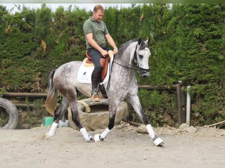 Andalusian Gelding 4 years 15,2 hh Gray in Provinz Malaga