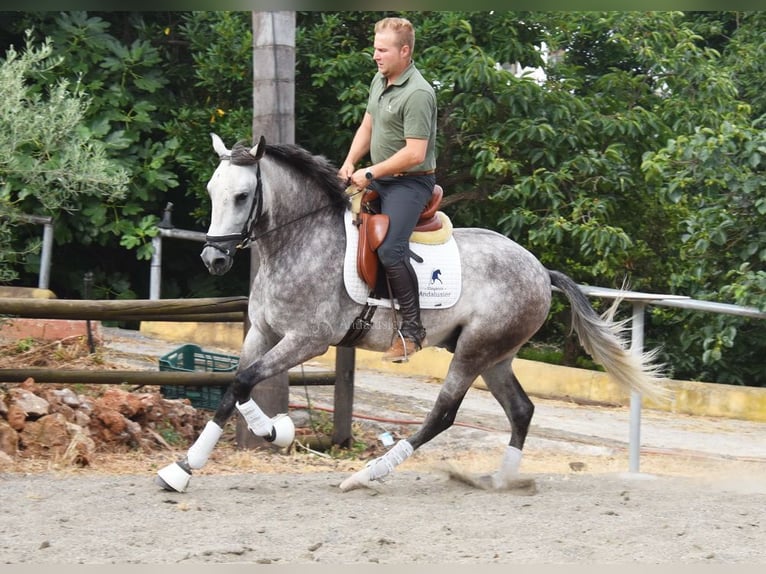 Andalusian Gelding 4 years 15,2 hh Gray in Provinz Malaga