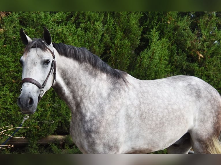 Andalusian Gelding 4 years 15,2 hh Gray in Provinz Malaga