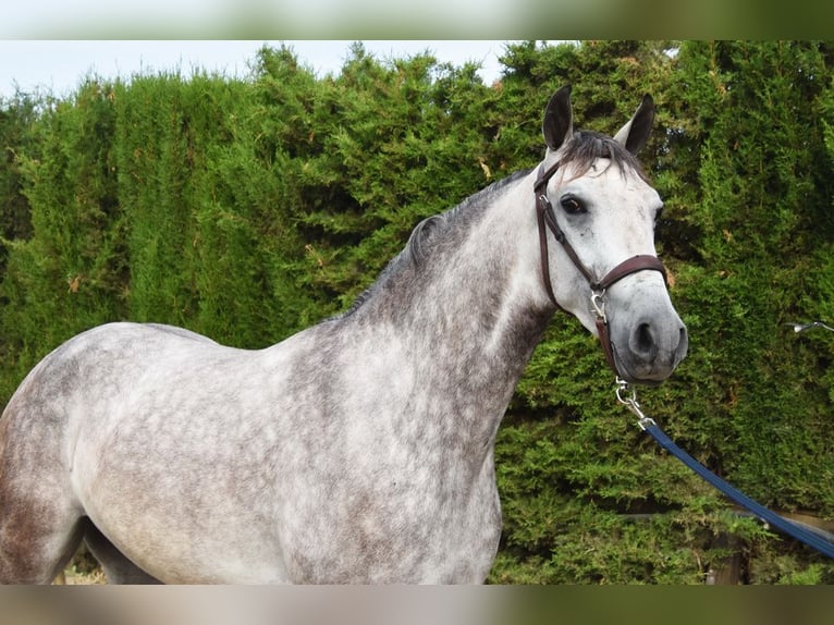 Andalusian Gelding 4 years 15,2 hh Gray in Provinz Malaga