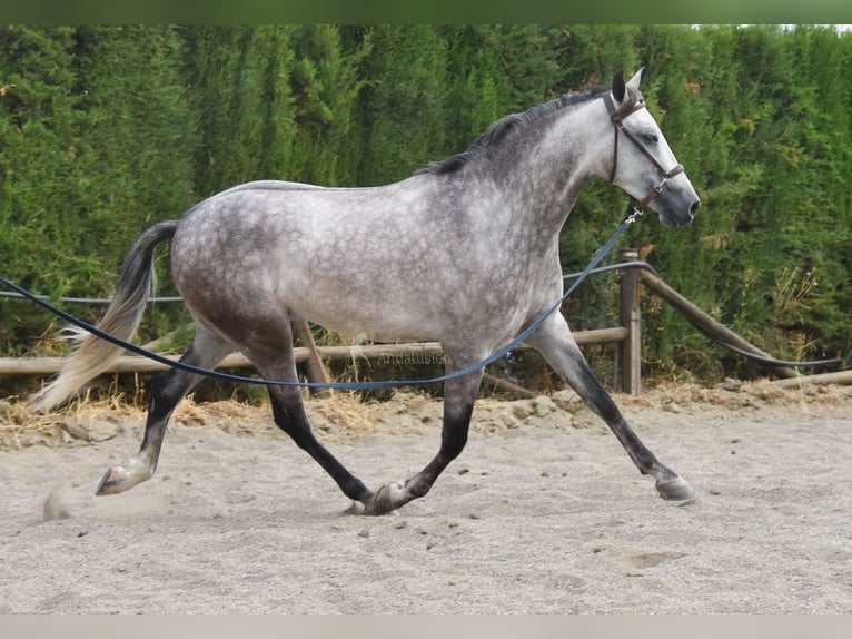 Andalusian Gelding 4 years 15,2 hh Gray in Provinz Malaga
