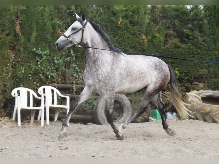Andalusian Gelding 4 years 15,2 hh Gray in Provinz Malaga