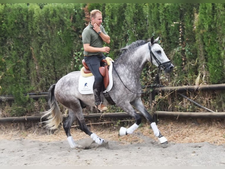 Andalusian Gelding 4 years 15,2 hh Gray in Provinz Malaga
