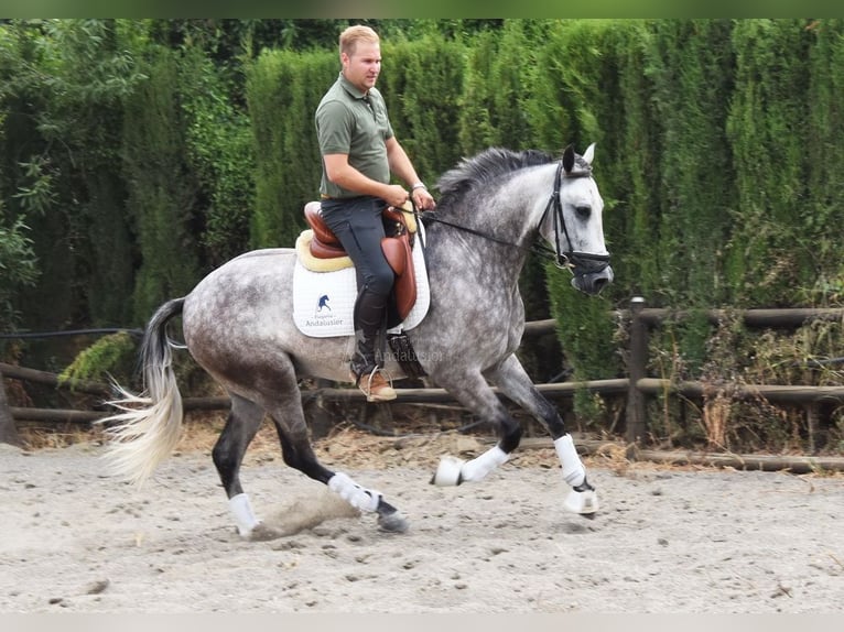 Andalusian Gelding 4 years 15,2 hh Gray in Provinz Malaga