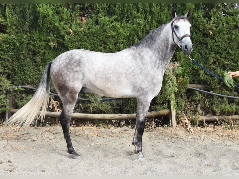 Andalusian Gelding 4 years 15,2 hh Gray in Provinz Malaga
