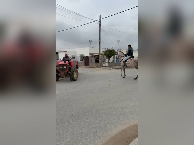Andalusian Gelding 4 years 15,2 hh Grey in Jerez