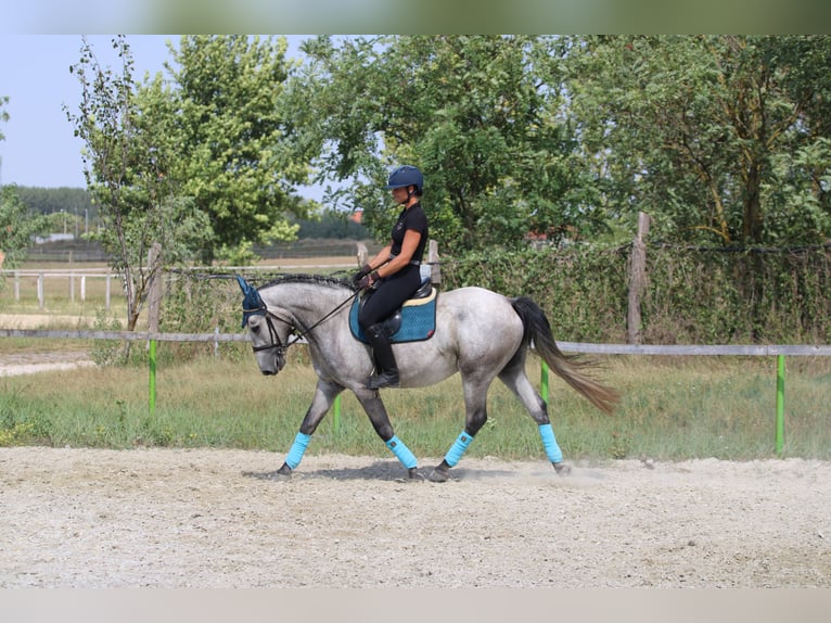 Andalusian Mix Gelding 4 years 15,2 hh Grey in G&#xF6;ny&#x171;