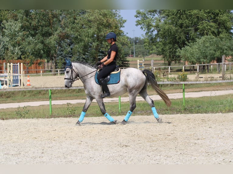 Andalusian Mix Gelding 4 years 15,2 hh Grey in G&#xF6;ny&#x171;