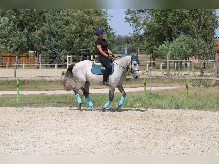 Andalusian Mix Gelding 4 years 15,2 hh Grey in G&#xF6;ny&#x171;