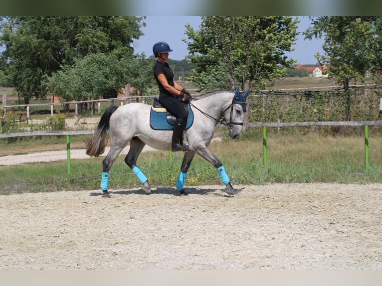 Andalusian Mix Gelding 4 years 15,2 hh Grey in G&#xF6;ny&#x171;