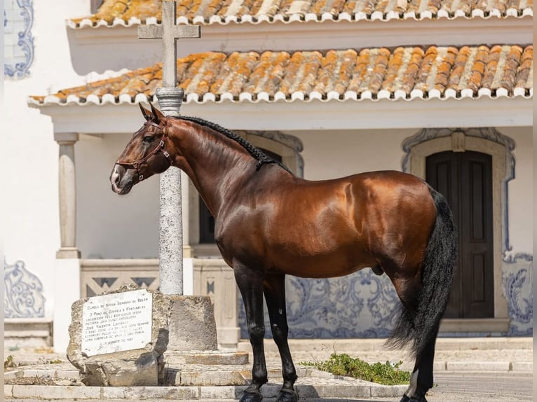 Andalusian Gelding 4 years 15,3 hh Bay-Dark in Osterode am Harz