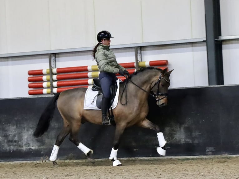 Andalusian Gelding 4 years 15,3 hh Brown in Zevenbergen