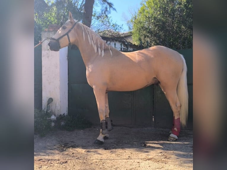 Andalusian Gelding 4 years 15,3 hh Palomino in Espinar, De El (Estacion)