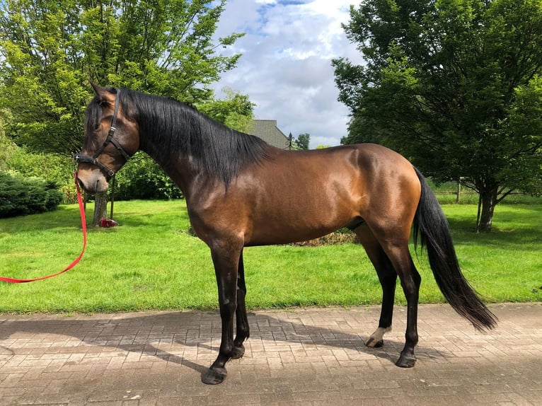 Andalusian Gelding 4 years 16,1 hh Brown in Hassendorf