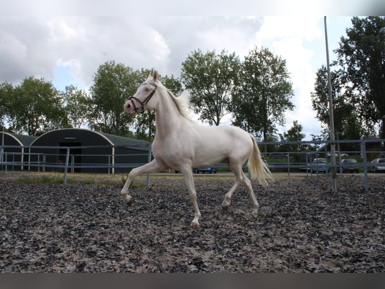 Andalusian Mix Gelding 4 years 16,1 hh Cremello in Den Haag