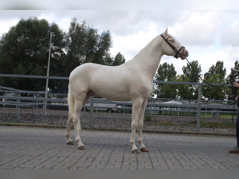 Andalusian Mix Gelding 4 years 16,1 hh Cremello in Den Haag