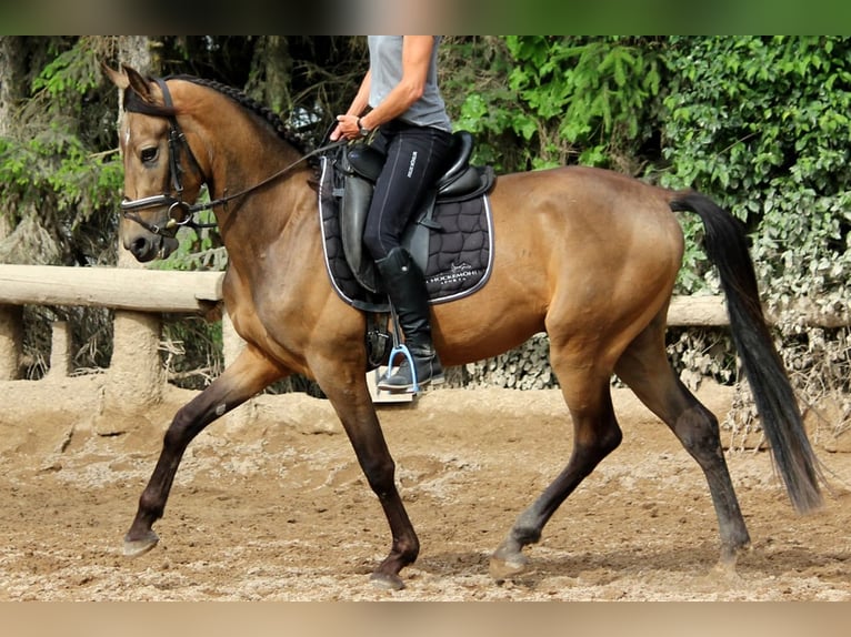 Andalusian Gelding 4 years 16,1 hh Dun in Bad Mergentheim