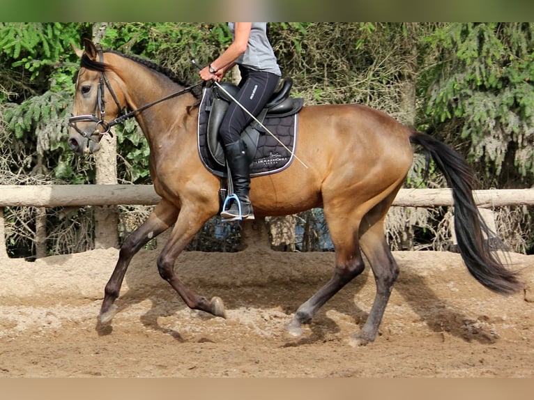 Andalusian Gelding 4 years 16,1 hh Dun in Bad Mergentheim