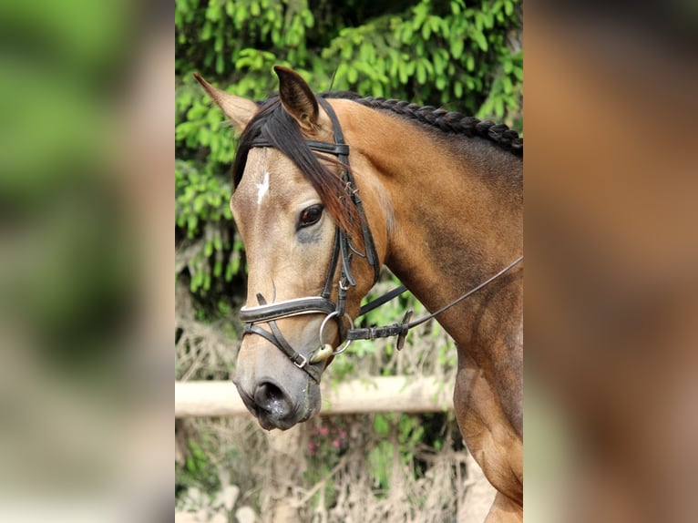 Andalusian Gelding 4 years 16,1 hh Dun in Bad Mergentheim