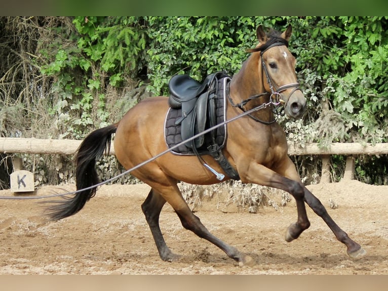 Andalusian Gelding 4 years 16,1 hh Dun in Bad Mergentheim