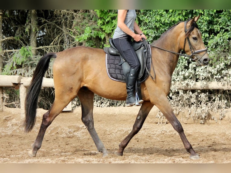 Andalusian Gelding 4 years 16,1 hh Dun in Bad Mergentheim