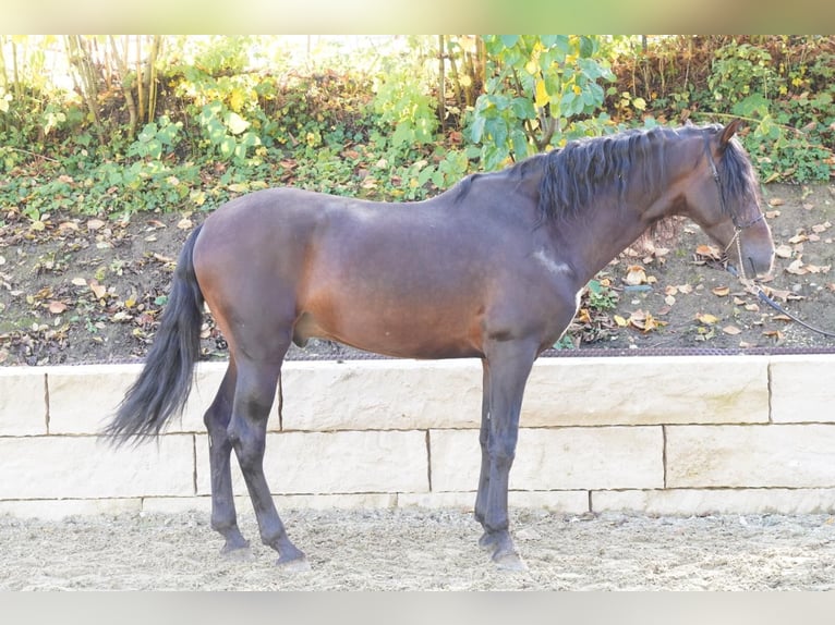 Andalusian Gelding 4 years 16,1 hh Smoky-Black in Krumbach
