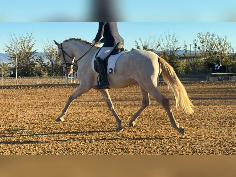 Andalusian Gelding 4 years 16,2 hh Perlino in Navalcan