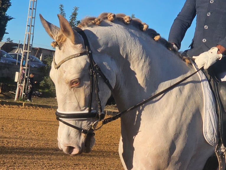 Andalusian Gelding 4 years 16,2 hh Perlino in Navalcan