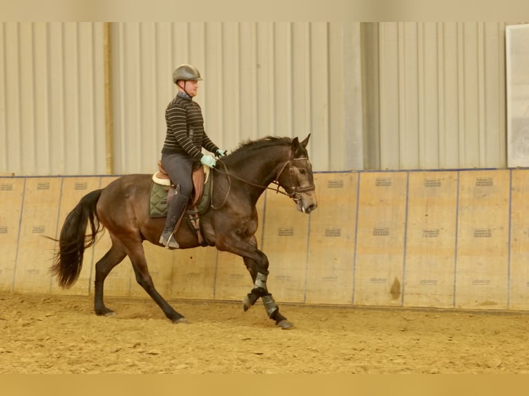 Andalusian Gelding 4 years 16 hh Brown in Neustadt (Wied)