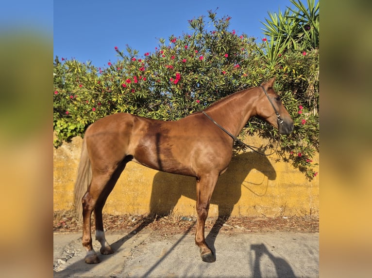 Andalusian Gelding 4 years 16 hh Chestnut-Red in Vejer de la Frontera