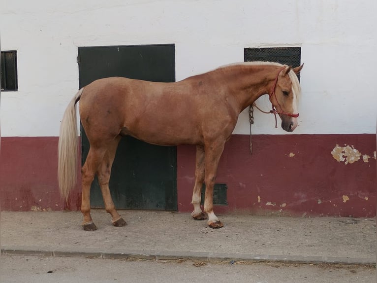 Andalusian Gelding 4 years 16 hh Palomino in Puertollano
